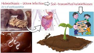 Helminthiasis  3 Most Common Parasitic Worms Ascaris Whipworm Hookworm [upl. by Ahtrim]