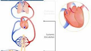 Systemic and Pulmonary Circulation [upl. by Shoshana738]