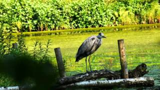 Graureiher  Der stille Beobachter  Grey Heron The silent watcher [upl. by Eitsyrhc38]