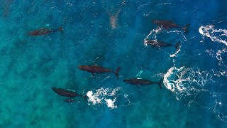 Humpbacks in the Cook Islands [upl. by Dorsy871]