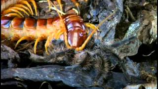 Tarantulas And Their Venomous Relations [upl. by Drofnas]