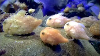 フウセンウオ Balloon lumpfish Eumicrotremus pacificus [upl. by Yoong100]