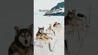 The sled dogs and their ✨problems✨ part 3 dogs satire cutedogs sleddogs comedy alaska [upl. by Ellitnahc]