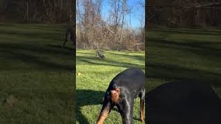 Doberman vs Weimaraner Round 4 dog doberman weimaraner [upl. by Earazed]