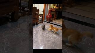 Cat and dog fight funnypets animals shortsvideo [upl. by Ahsitil]