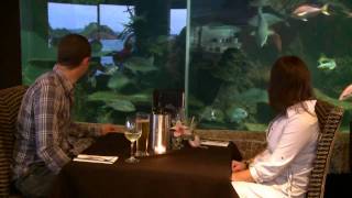 35 South  Paihia Aquarium Restaurant [upl. by Hilel722]