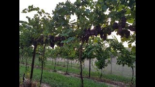 Annata 2018 Pinot grigio [upl. by Bowe]