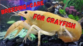 Crayfish Babies Breeding and Care for Crayfish [upl. by Elianora]