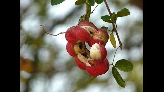 Healthy and Yummy Pithecellobium dulce  Madras Thorn  Manilla Tamarind [upl. by Thatch725]