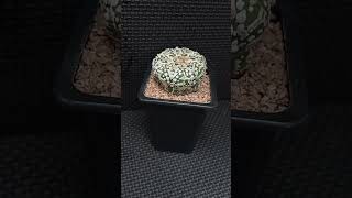 Astrophytum asterias cv Súper quotKabuto tipo V [upl. by Yssor]