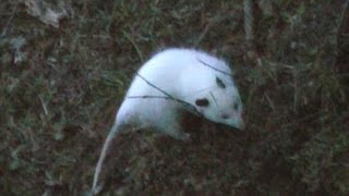 WHITE OPOSSUM recorded while Archery Hunting [upl. by Einehpets]