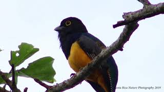 Male Gartered Trogon Sings a beautiful Song in the mountains of Costa Rica [upl. by Nierman133]