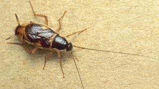 Can Cockroaches Really Survive A Nuclear Attack [upl. by Tosch]