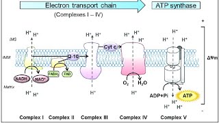 The Respiratory Chain  المحاضرة السادسة من المنهج التقويمي لكلية الصيدلة [upl. by Gaylor203]