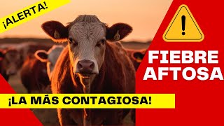 🚨 FIEBRE AFTOSA EN EL GANADO 🚨  LA ENFERMEDAD MÁS CONTAGIOSA EN EL GANADO [upl. by Towill]