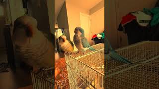 Quaker playing kisses  Quaker Parrot talking  Parrot training  Parrot kisses [upl. by Lady]