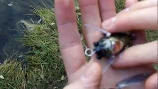 Cicada Lures Comparison MegaBass wLure JetTackle Cicada Bug Topwater Lures [upl. by Enyar814]