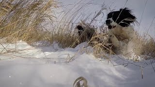 Field Bred English Springer Spaniel [upl. by Eedissac274]