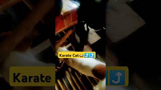 LOOKKarate Cat like pls subscribe guyd Thank you [upl. by Asela516]