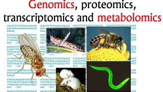 Genomics and proteomics transcriptomics and metabolomics [upl. by Naggem]