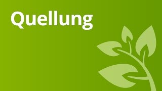 Keimungsbedingungen und Quellung von Speisebohnensamen  Biologie [upl. by Selbbep]