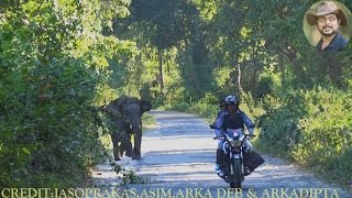 Elephant Chasing With Unbelievable Speed [upl. by Ativ]