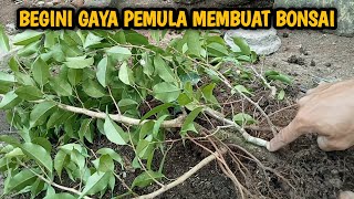 cara membuat bonsai beringin benjamina untuk pemula video 7 [upl. by Boelter]