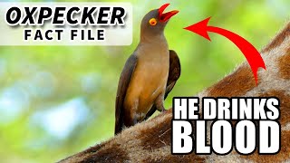 Oxpecker Facts they drink BLOOD  Animal Fact Files [upl. by Adnarim]