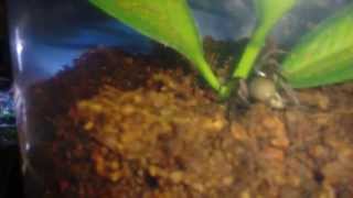 woodlouse spider feeding video [upl. by Aterg]