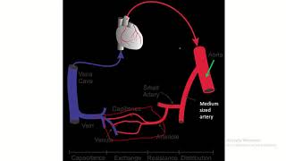 Arterioles and Capillaries Explored [upl. by Mohr]