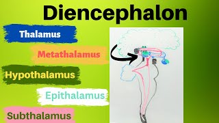 Diencephalon [upl. by Saw]