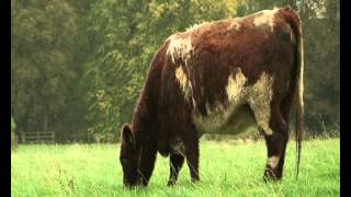 Glenarm Estate Shorthorn Beef [upl. by Sucrad]