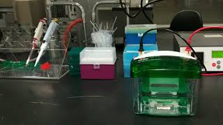 Introduction to Polyacrylamide gel electrophoresis PAGE for Oligonucleotides [upl. by Kenny146]