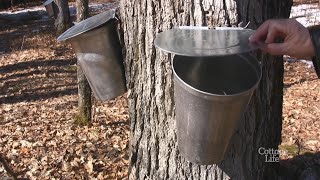 Top 5 tips for tapping a Maple Tree  The List [upl. by Baptist]