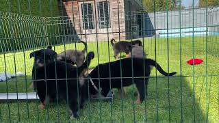 De Leemlande Rottweilers  Pups 7 weken oud  Nanuc vd Leemlande x Ex von der Blauen Welle [upl. by Halden346]