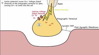 Neuromuscular System  Rate Coding Motor Units amp Fiber Types  CSCS Chapter 1 [upl. by Tap]