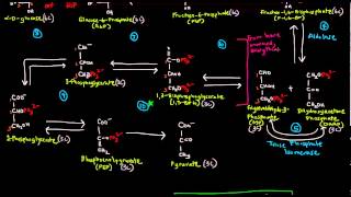 Glycolysis Part 2 of 3  The 10 Steps [upl. by Lipsey]