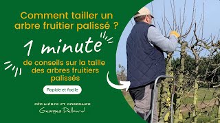 Comment tailler un arbre fruitier palissé [upl. by Gnuhn]