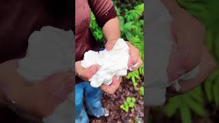 Extracting natural rubber from the rubber tree [upl. by Carbone]