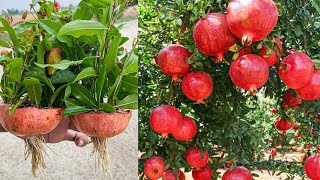 Pomegranate With Pomegranate How To Grow Pomegranate Trees From Pomegranate Using Bottle In Water [upl. by Akinek]