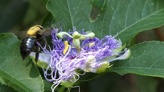 Carpenter Bee pollinates Passion Flowers [upl. by Adnaerb]