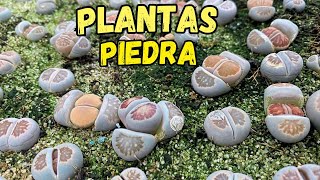 Toda mi colección DE LITHOPS PLANTAS PIEDRA SUCULENTAS PIEDRA [upl. by Adnowal529]