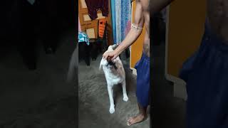 Coco doglover labrador youtubeshorts cute video [upl. by Sidoon]