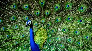 How does Indian Peacock Sound  Call peacock  Indian Peafowls [upl. by Khanna]