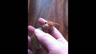 Atlas moth Attacus atlas emerges from cocoon in Canterbury UK [upl. by Rosenberg]