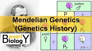 Mendelian Genetics Genetics History [upl. by Nadual639]