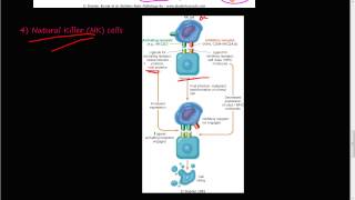 67P  Innate Immunity NK cells Natural Killer Cells [upl. by Kilgore401]