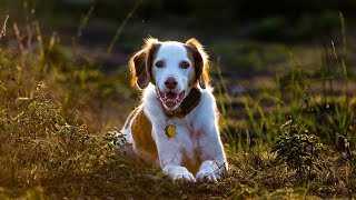 The Brittany Dog An Ideal Hunting Companion [upl. by Yntrok532]