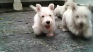 Filhotes Scottish Terrier  Scottish Terrier Puppies [upl. by Ntsud]