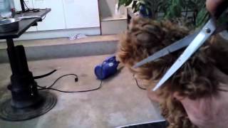 Grooming your labradoodle  Knippen van het haar tussen voetzooltjes [upl. by Droffig]